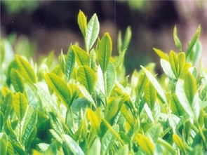 蘇茶早 品種特性、栽培要點(diǎn)及市場(chǎng)前景分析